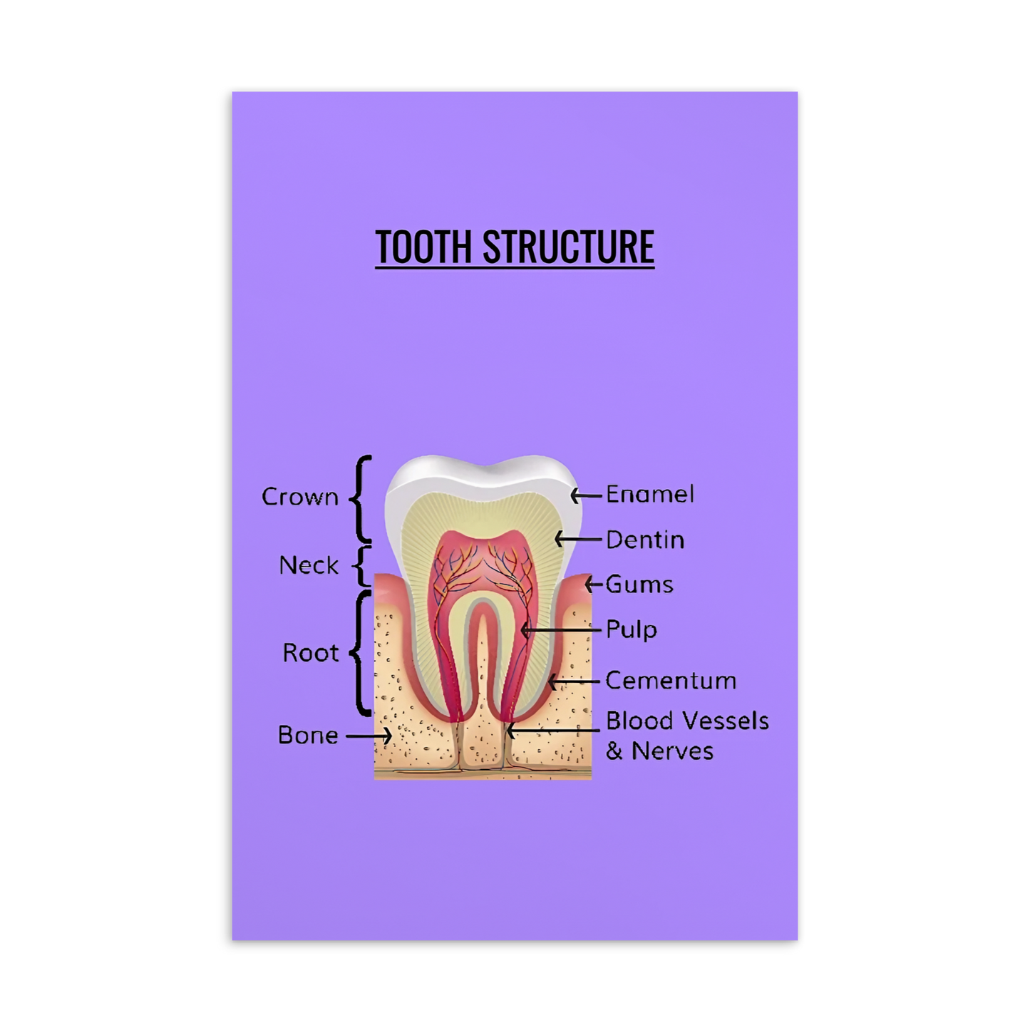 Oral Hygiene Cards- Tooth Structure