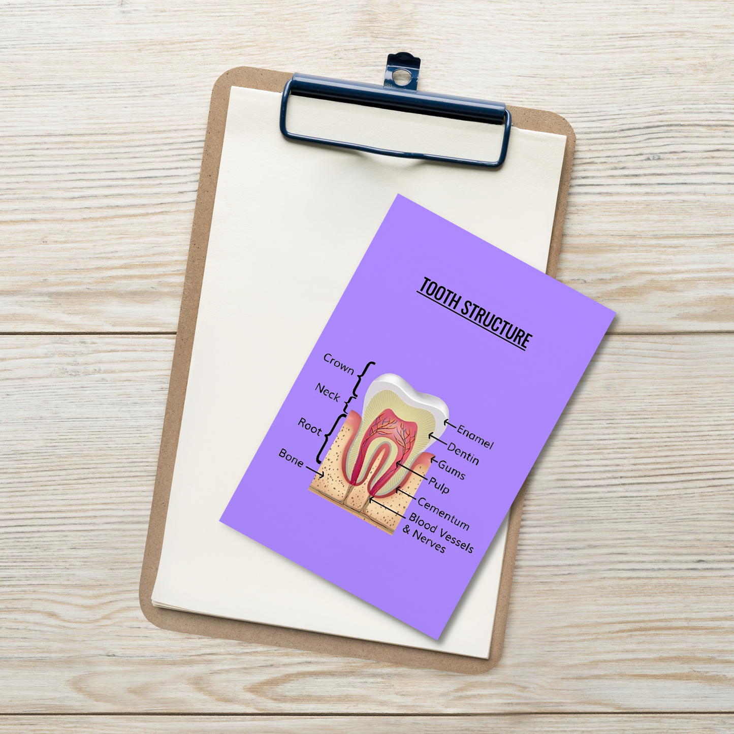 Oral Hygiene Cards- Tooth Structure